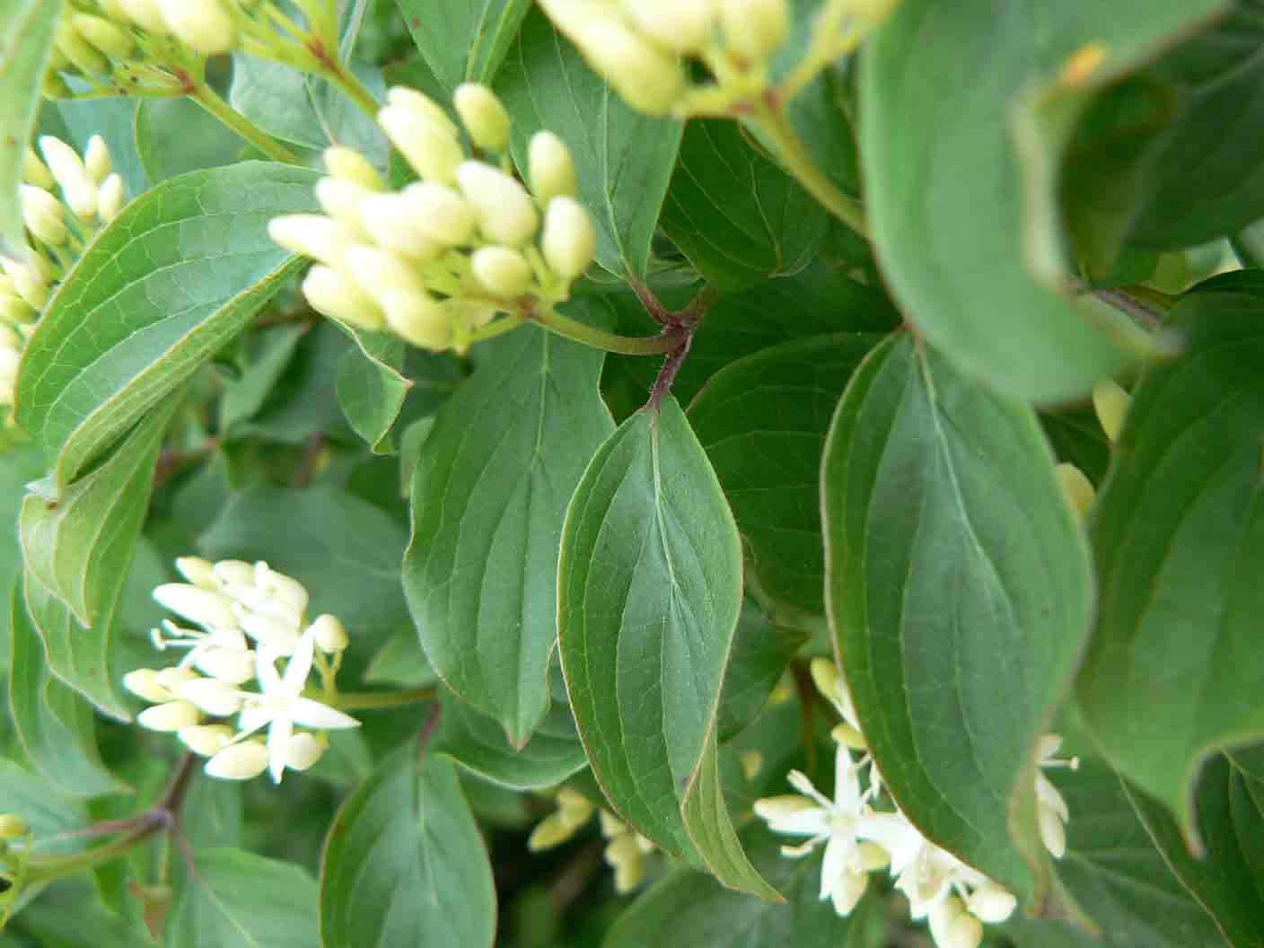 Cornus sanguinea